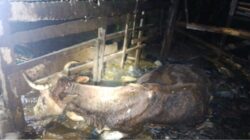 Kandang Sapi Terbakar, Sejumlah Sapi Hangus Terbakar