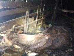 Kandang Sapi Terbakar, Sejumlah Sapi Hangus Terbakar