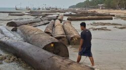 Stiker Kemenhut Buka Jejak 697 Kayu Gelondongan yang Terdampar di Sumenep