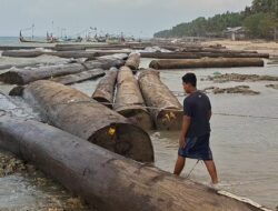 Stiker Kemenhut Buka Jejak 697 Kayu Gelondongan yang Terdampar di Sumenep