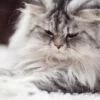Jangan Asal Elus Kucing Viral, Ada Risiko Stres hingga Menyerang