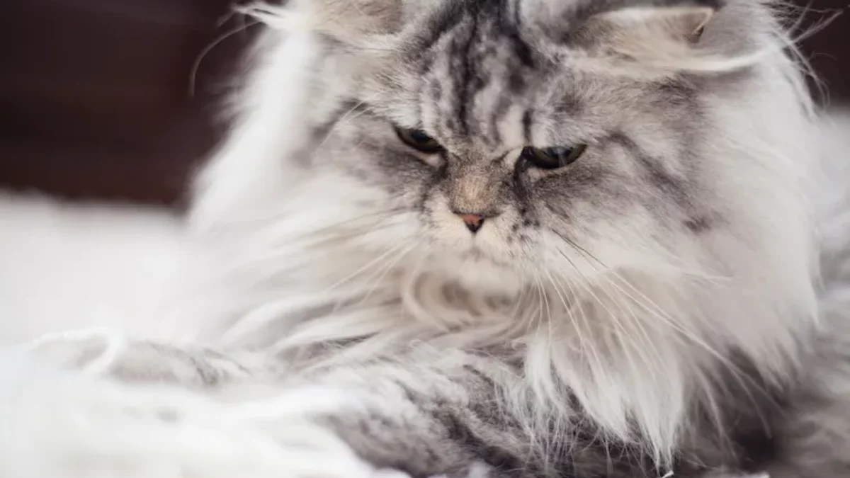 Jangan Asal Elus Kucing Viral, Ada Risiko Stres hingga Menyerang