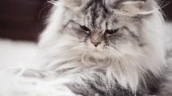 Jangan Asal Elus Kucing Viral, Ada Risiko Stres hingga Menyerang
