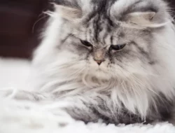 Jangan Asal Elus Kucing Viral, Ada Risiko Stres hingga Menyerang