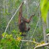Karhutla Ancam Orangutan Kalimantan, Asap dan Hilangnya Habitat Paksa Satwa Mengungsi