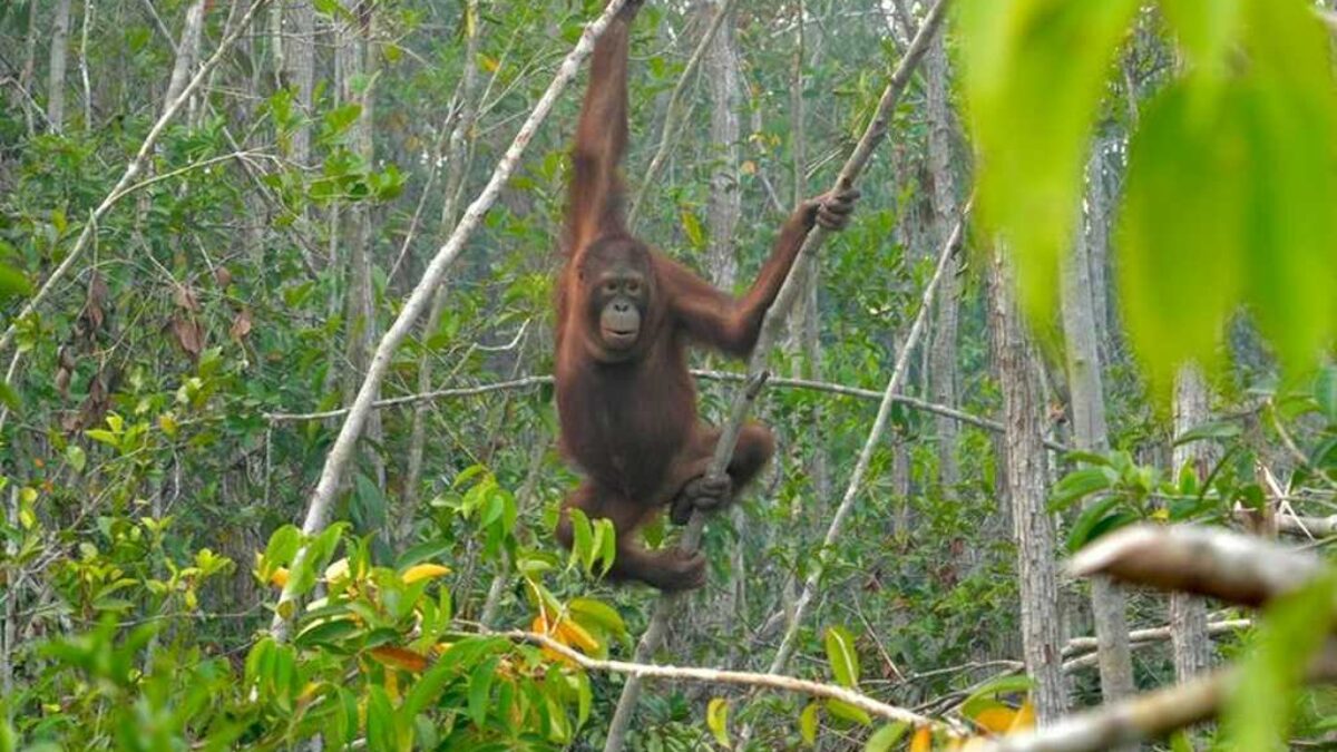 Karhutla Ancam Orangutan Kalimantan, Asap dan Hilangnya Habitat Paksa Satwa Mengungsi