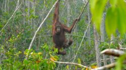 Karhutla Ancam Orangutan Kalimantan, Asap dan Hilangnya Habitat Paksa Satwa Mengungsi