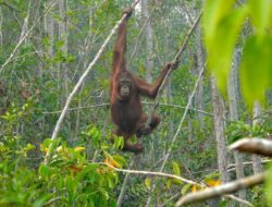 Karhutla Ancam Orangutan Kalimantan, Asap dan Hilangnya Habitat Paksa Satwa Mengungsi