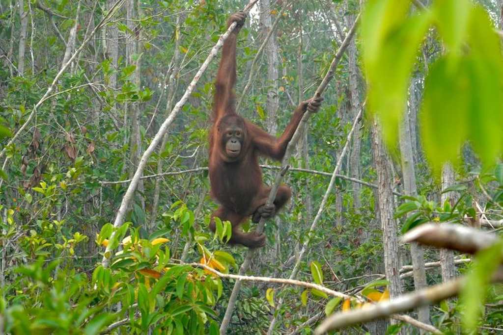 Dampak kebakaran hutan dan lahan terhadap habitat orangutan Kalimantan serta upaya penyelamatan satwa liar.