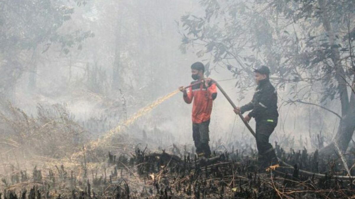 Kabut Asap Hambat Water Bombing, Karhutla Tanjung Puting Ancam Habitat Orangutan