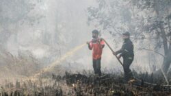 Kabut Asap Hambat Water Bombing, Karhutla Tanjung Puting Ancam Habitat Orangutan