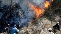 Karhutla Gunung Arjuno-Ringgit Belum Padam, 170,39 Hektare Hutan Mojokerto Terbakar