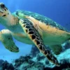 Mengapa Penyu Masih Diburu di Indonesia meski Berstatus Satwa Dilindungi?